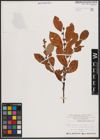 Foto von Salix caprea L.